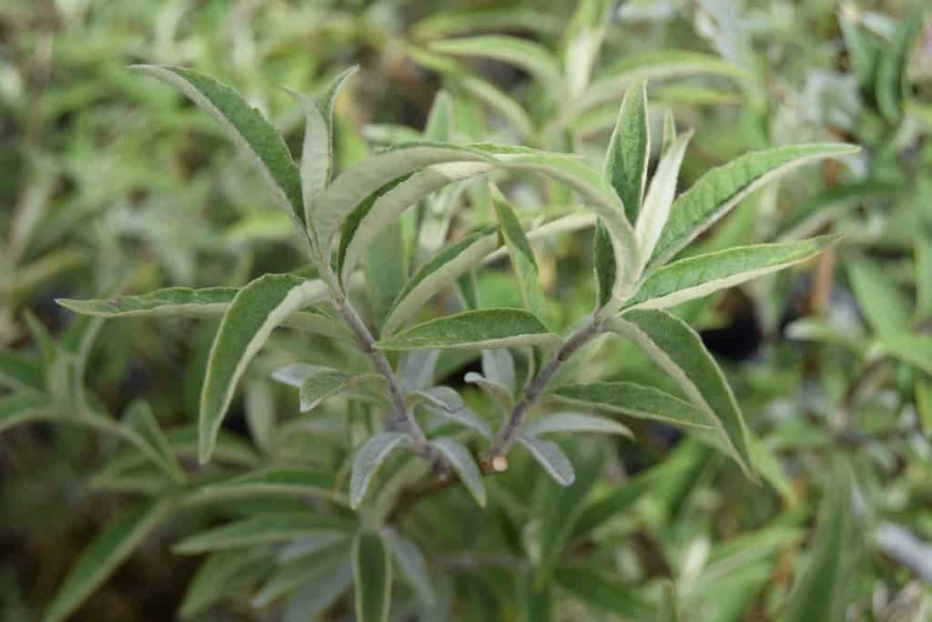 Buddleja davidii 'Nanho Blue' <span class="hidden specialOffer"></span> 40-60 cm